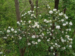 Rhododendron carolinianum