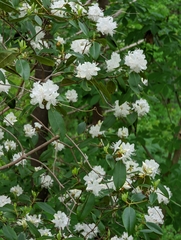 Rhododendron carolinianum