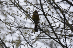 Cardinalis cardinalis
