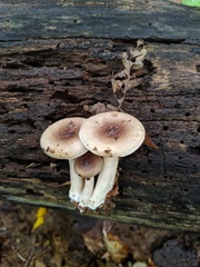 Lactarius cinereus