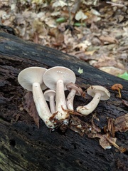 Lactarius cinereus