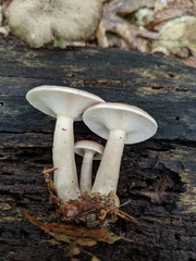 Lactarius cinereus