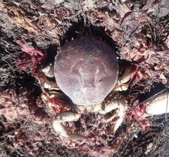 Pseudocorystes sicarius