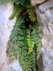 Asplenium fontanum fontanum