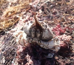 Pseudocorystes sicarius