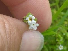 Plagiobothrys undulatus