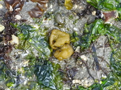 Leathesia marina