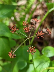 Thaspium trifoliatum trifoliatum