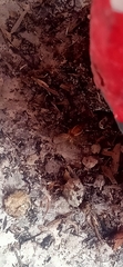 Cosmophasis lami