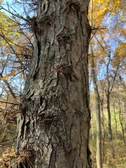 Gleditsia triacanthos
