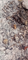 Cosmophasis lami