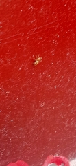 Cosmophasis lami