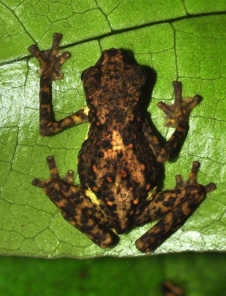 Dwarf Toad