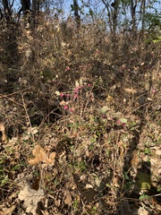 Symphoricarpos orbiculatus