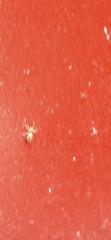 Cosmophasis lami