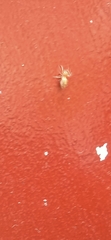 Cosmophasis lami