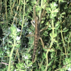 Anisomorpha ferruginea