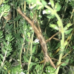 Anisomorpha ferruginea