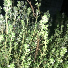 Anisomorpha ferruginea