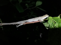 Anolis planiceps