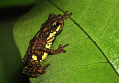 Dwarf Toad photo 2