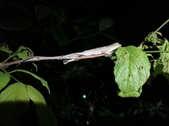 Anolis planiceps