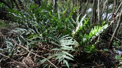 Acrostichum speciosum