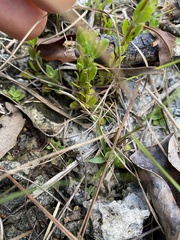 Image of Mitreola angustifolia