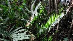 Acrostichum speciosum