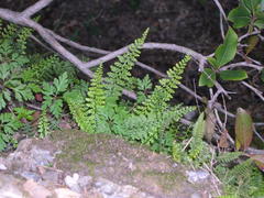 Asplenium fontanum fontanum