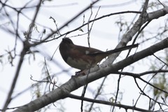 Pipilo erythrophthalmus