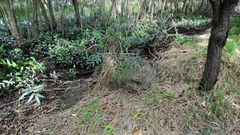Acrostichum speciosum