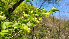 Weigela subsessilis