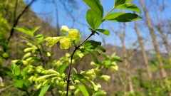 Weigela subsessilis
