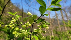 Weigela subsessilis