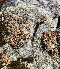 Rhizoplaca phaedrophthalma