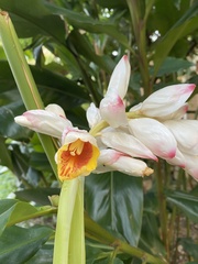 Alpinia hainanensis
