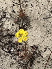 Erysimum teretifolium