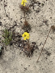 Erysimum teretifolium