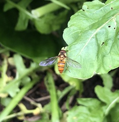 Episyrphus viridaureus