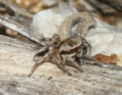 Habronattus formosus