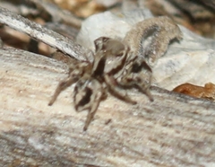 Habronattus formosus
