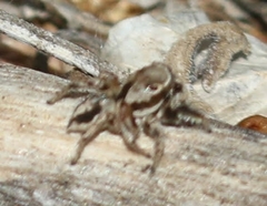 Habronattus formosus