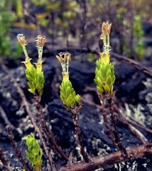 Coprosma ernodeoides