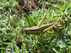 Bermius