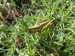 Bermius