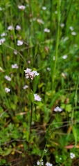 Plectritis ciliosa