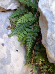 Asplenium fontanum fontanum