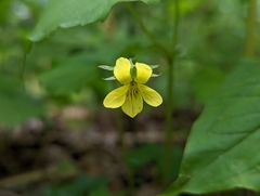 Viola eriocarpa