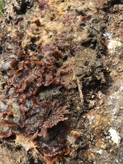 Watersipora subtorquata